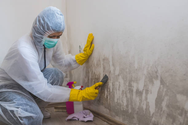Best Black Mold Remediation in Bruceville Eddy, TX