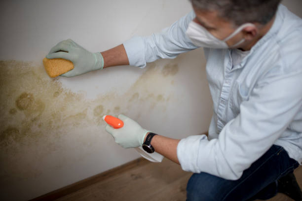 Best Insurance-Related Mold Remediation in Bruceville Eddy, TX