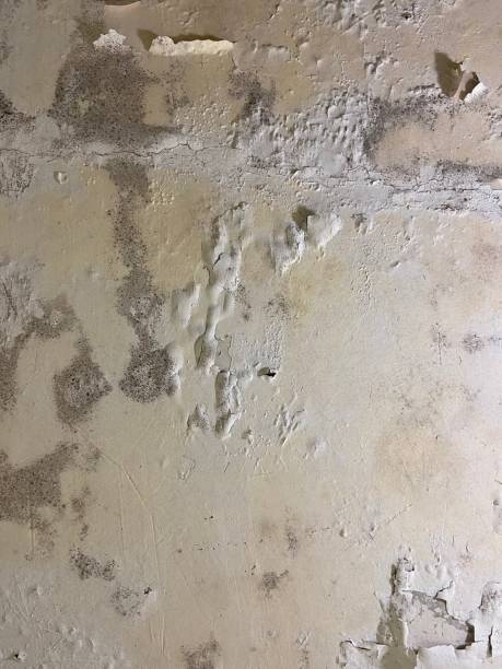 Best Basement Mold Remediation in Bruceville Eddy, TX