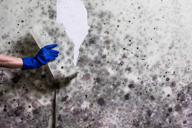 Best Kitchen Mold Remediation in Bruceville Eddy, TX
