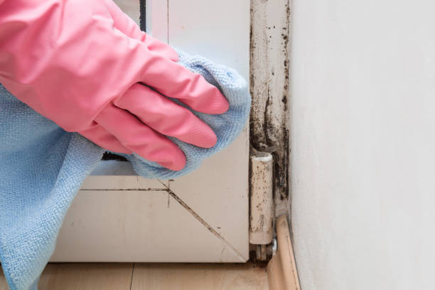 Best Mold Testing and Inspection Services in Bruceville Eddy, TX